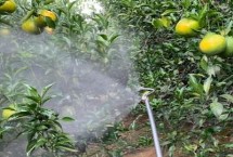 怎么使用微量元素水溶肥，分為土壤施肥、種子處理、根外追肥