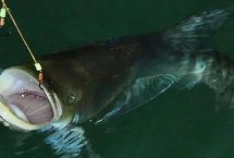 陰天怎么釣魚(yú)，需選擇氣溫超過(guò)15℃的天氣作釣