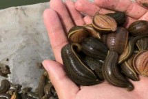 水蛭會不會鉆入人體，一般會用到動物血