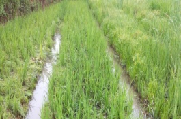 臨稻23號水稻栽培技術要點，屬中晚熟品種