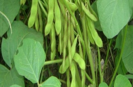 蒙豆39號大豆栽培技術(shù)要點，蒙豆39號大豆種子特征特性