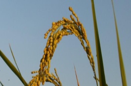 錦4128S水稻栽培技術(shù)要點(diǎn)，11月20-25日播種