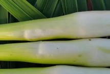 茭白每年要重新種嗎，這七個(gè)品質(zhì)佳且產(chǎn)量高