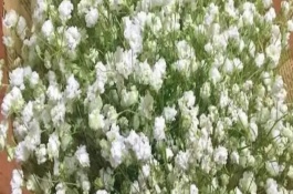 滿天星的耐寒溫度，最低可以忍耐0℃