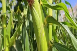 合玉29玉米栽培技術(shù)要點，普通玉米品種