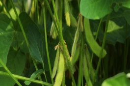 龍墾330大豆栽培技術(shù)要點(diǎn)，選擇中等肥力地塊種植