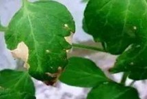 黑科94大豆栽培技術(shù)要點(diǎn)，該品種為亞有限結(jié)莢習(xí)性