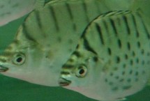 銀鼓魚好養(yǎng)嗎，飼養(yǎng)難度較大