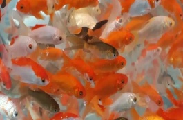 為什么剛出生的小金魚沉底不動，發(fā)育成熟后是會產(chǎn)卵的