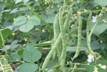 蕓豆苗期怎么管理，結(jié)莢鼓粒時(shí)噴肥效果更佳