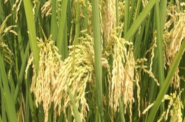 恒豐優(yōu)華占水稻栽培技術(shù)要點(diǎn)，每畝有效穗20.3萬(wàn)穗