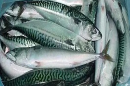 青花魚是不是海魚，二者是不同的兩種魚