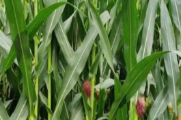 豐禾6號玉米栽培技術(shù)要點，機械精量播種或人工定苗均可