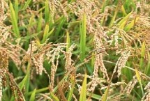 綏粳116水稻栽培技術要點，普通粳稻品種