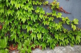 爬山虎和爬墻虎的區(qū)別，葉片、花型和花期均不同
