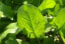 菠菜喜歡的環(huán)境，露地栽培的畝效益通常為2000元左右