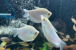 曼龍魚能和什么混養(yǎng)，能和月光魚、紅箭魚等混養(yǎng)