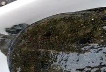 甲魚喂養(yǎng)需要多少水，魚缸里面用小石子鋪成斜坡并倒入沙子