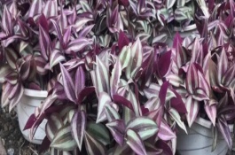 吊竹梅葉子發(fā)蔫怎么辦，可能是白粉虱和蚜蟲