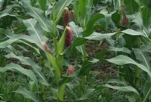 鏡泊湖綠單6號(hào)玉米栽培技術(shù)要點(diǎn)，普通玉米品種