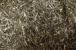 古丈毛尖的產(chǎn)地，產(chǎn)自湖南省武陵區(qū)古丈縣
