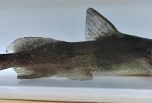 江團(tuán)作釣餌料選用，是底棲性魚類