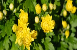菊花第二年還能活嗎，基本單位是細(xì)胞