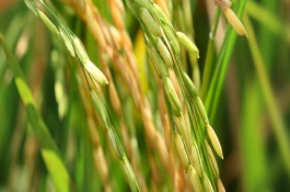 巧兩優(yōu)絲苗水稻栽培技術(shù)要點，播種量10-12千克