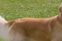 金毛犬可以活多久，壽命一般為12-15年左右