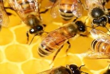 什么是土蜂蜜，價(jià)格太低的蜂蜜不能買