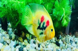 鸚鵡魚相互攻擊的原因，水溫水質(zhì)不佳、水中氧氣不足等因素均會導(dǎo)致