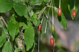 木半夏的簡(jiǎn)介，植物類型、葉片、花朵等方面均不同