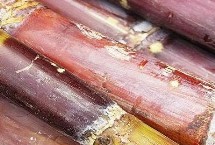 優(yōu)質(zhì)甘蔗如何挑選，可能是發(fā)霉變質(zhì)了不能食用