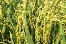 華兩優(yōu)2885水稻栽培技術(shù)要點，鄂北4月中下旬播種