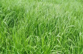 黑麥草是多年生還是一年生，在春季3-4月份種植為佳