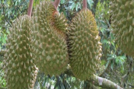 榴蓮如何防止氧化，6-7月食用為佳