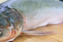 花鰱魚和白鰱魚的區(qū)別，肉質(zhì)差且魚刺很多