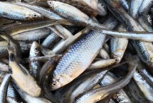 麥穗魚的種類，具體售價(jià)會(huì)受到市場(chǎng)影響