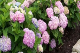 繡球什么時候開花，常見的有無盡夏、佳澄等