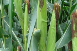蠡玉108玉米栽培技術(shù)要點(diǎn)，4月下旬至5月上旬播種
