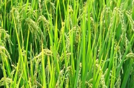 東粳69水稻栽培技術(shù)要點(diǎn)，穗瘟表現(xiàn)中抗