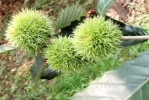 板栗什么季節(jié)成熟，土壤不適合或者缺水都會(huì)導(dǎo)致
