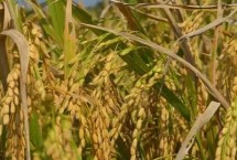寧香粳9號(hào)水稻栽培技術(shù)要點(diǎn)，一般5月中旬播種