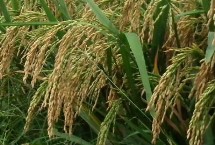 畢粳46水稻栽培技術(shù)要點，全生育期為167.7天