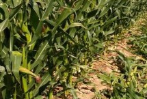 華西829玉米栽培技術要點，該品種為高淀粉玉米品種