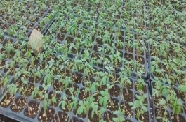 種植圣女果時怎樣做種子處理，沒有完全齊苗之前為其提供高溫環(huán)境