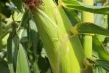 徽糯玉2號(hào)玉米栽培技術(shù)要點(diǎn)，鮮食糯玉米品種