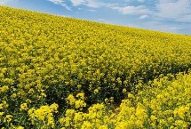 油菜施肥方法，種植之前對(duì)土壤進(jìn)行翻耕