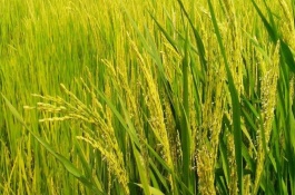 谷優(yōu)168水稻栽培技術(shù)要點，每畝大田用種量0.75千克