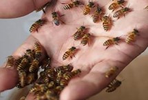 蜜蜂蜇人后為什么會(huì)死，不會(huì)自行消失需及時(shí)取出